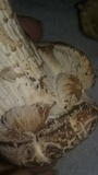 Hypomyces hyalinus image