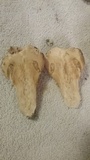 Hypomyces hyalinus image