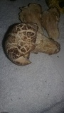 Hypomyces hyalinus image