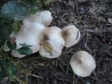 Pluteus petasatus image
