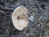 Pluteus petasatus image