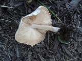 Pluteus petasatus image