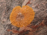 Xanthoria elegans image