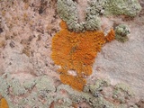 Xanthoria elegans image