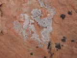 Acarospora cervina image