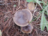 Melanoleuca decembris image