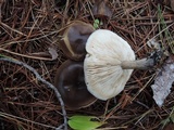 Melanoleuca decembris image