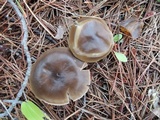 Melanoleuca decembris image