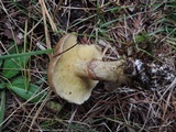 Suillus acidus image