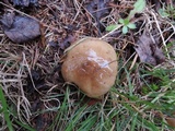 Suillus acidus image