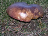 Suillus luteus image