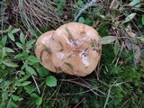 Suillus acidus image