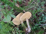 Suillus acidus image