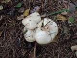 Suillus placidus image