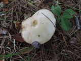Suillus placidus image