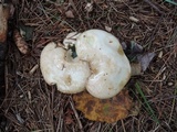 Suillus placidus image