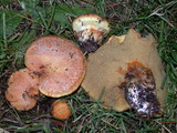 Suillus caerulescens image