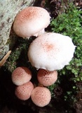 Ripartitella brasiliensis image