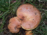 Suillus caerulescens image