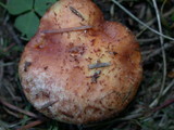 Suillus caerulescens image