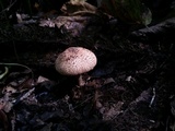 Echinoderma asperum image