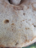 Leccinellum crocipodium image