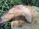 Leccinellum crocipodium image