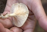 Clitopilus prunulus image