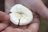 Clitopilus prunulus image