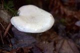 Clitopilus prunulus image