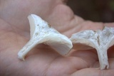 Clitopilus prunulus image