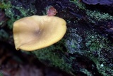 Tricholomopsis decora image