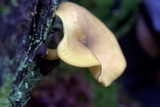 Tricholomopsis decora image