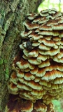 Globifomes graveolens image