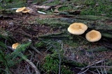 Hygrophoropsis aurantiaca image