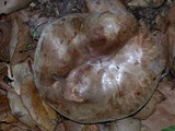 Paxillus involutus image