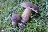 Tylopilus rubrobrunneus image