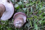 Tylopilus rubrobrunneus image