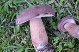 Tylopilus rubrobrunneus image