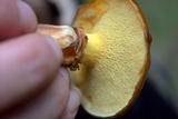 Suillus grevillei image