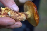 Suillus grevillei image