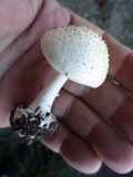 Amanita abrupta image