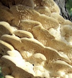Sarcodontia pachyodon image