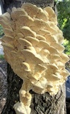 Sarcodontia pachyodon image