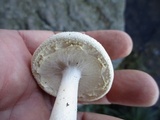 Amanita abrupta image