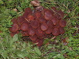 Psathyrella piluliformis image