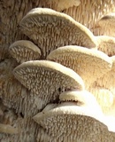 Sarcodontia pachyodon image