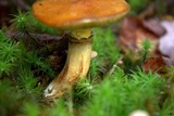 Suillus grevillei image