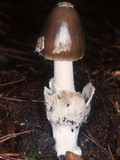 Amanita pachycolea image