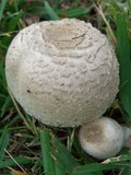 Leucoagaricus barssii image